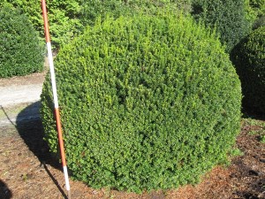 Taxus media Hillii Kugel