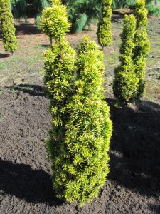 Taxus baccata 'David'