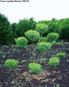 Taxus Formgehölz