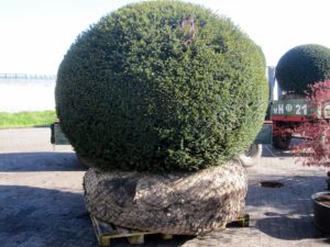 Taxus Kugel