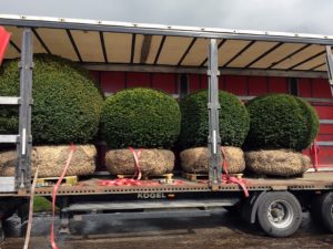 Taxus Kugel1