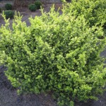 Taxus baccata Semperaurea
