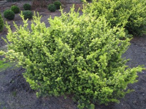 Taxus baccata Semperaurea