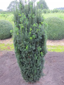 Taxus baccata Sonata