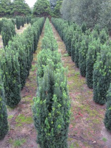 Taxus baccata Sonata
