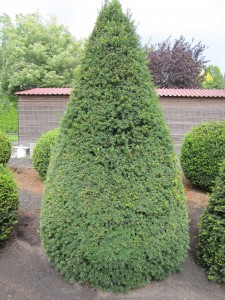 Taxus baccata Kegel