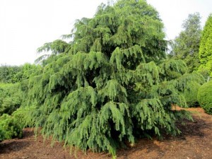 Taxus baccata 'Dovastoniana' 1