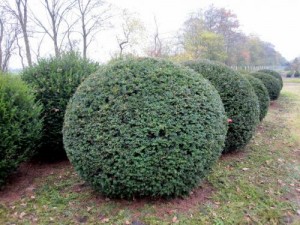 Taxus baccata, Kugel