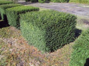 Taxus baccata Würfel