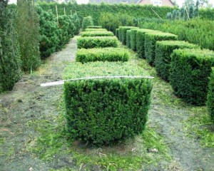 Taxus baccata, Würfel