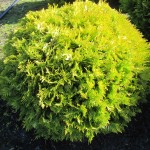 Thuja occidentalis 'Europa Gold' - Kugel