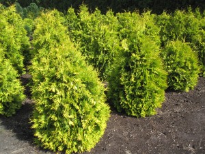Thuja occidentalis 'Europa Gold'