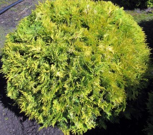 Thuja Europa Gold Kugel