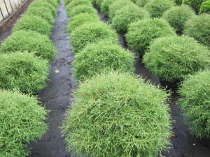 Thuja occidentalis 'Mr.Bowling Ball'