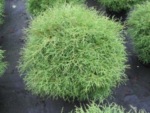 Thuja occidentalis 'Mr.Bowling Ball'