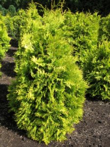Thuja occidentalis 'Europa Gold'