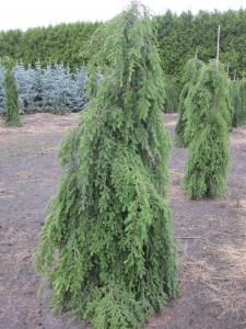 Tsuga canadensis Pendula