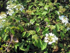 Viburnum shasta