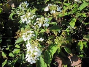 Viburnum Shasta