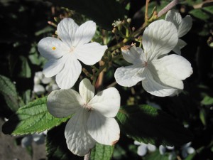 Viburnum plicatum 'Watanabe'