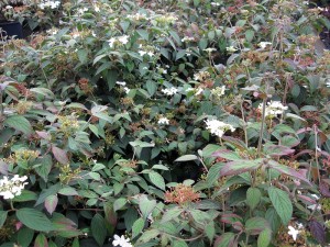 Viburnum plicatum 'Watanabe'