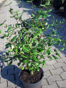 Viburnum burkwoodii