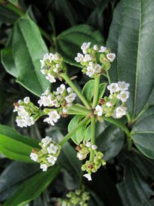 viburnum-davidii