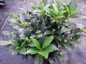 viburnum-davidii2