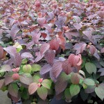 Viburnum plicatum 'Grandiflorum'