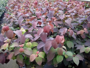 Viburnum plicatum 'Grandiflorum'