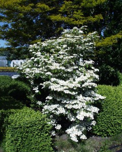 Viburnum plicatum Mariesii