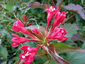Weigela Red Prince_2