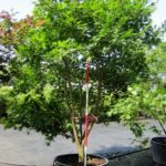 Acer palmatum 'Kogane nishiki'
