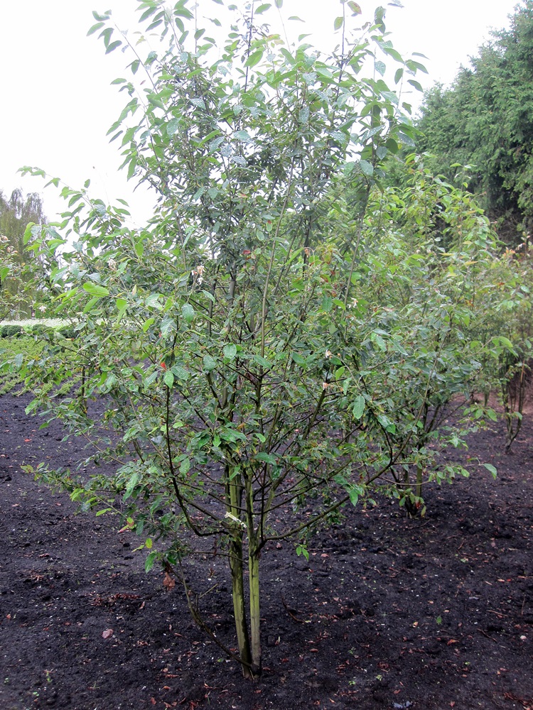Amelanchier arborea ‚Robin Hill‘ von Hammel Baumschulen