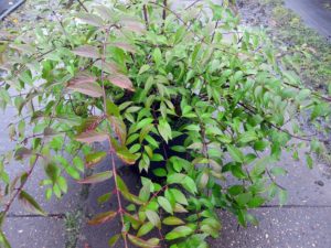 Deutzia kalmiiflora