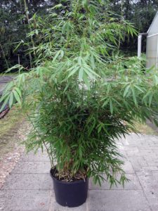 Fargesia robusta 'Pingwu'