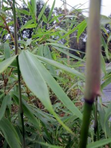 Fargesia robusta 'Pingwu'1