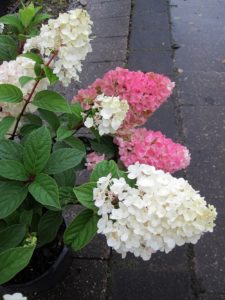 Hydrangea paniculata 'Sundae Fraise' 1