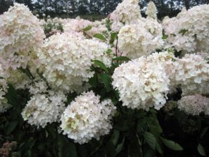 Hydrangea paniculata 'Grandiflora'