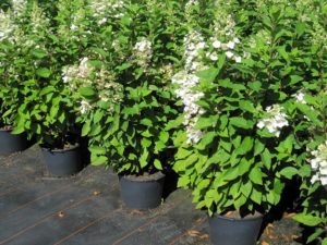 Hydrangea paniculata 'Unique'
