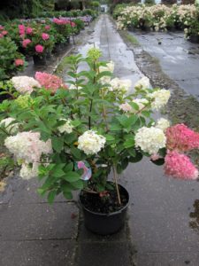 hydrangea-paniculata-sundae-fraise-img_4565