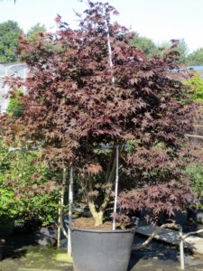 Acer palmatum 'Fireglow'