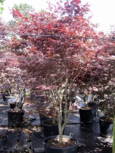 Acer palmatum 'Fireglow'