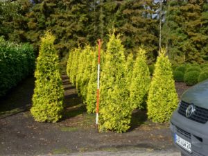 Thuja occidentalis 'Sunkist'