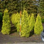 Thuja occidentalis 'Sunkist'