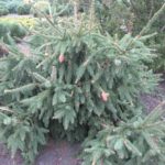 Picea abies 'Acrocona