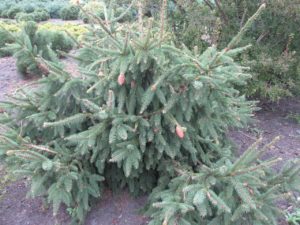 Picea abies 'Acrocona