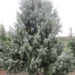 Picea breweriana
