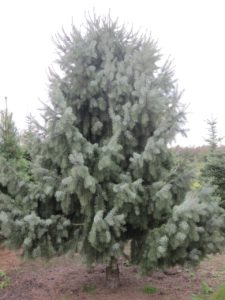 Picea breweriana