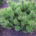 Pinus mugo 'Schweizer Tourist'